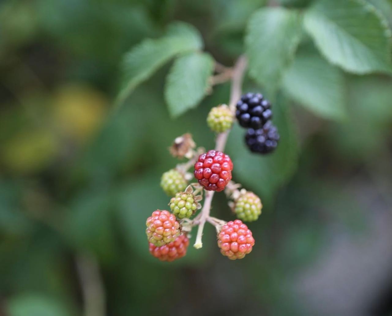 Moras silvestres maduras en una rama de Gredos