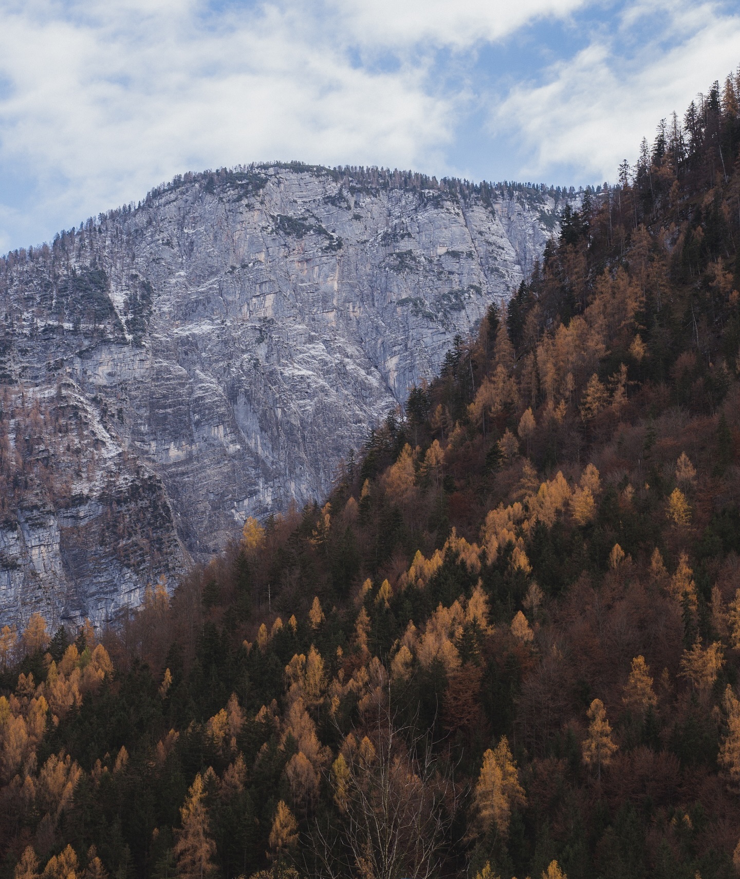 Roca y bosque otoñal en los Alpes austríacos