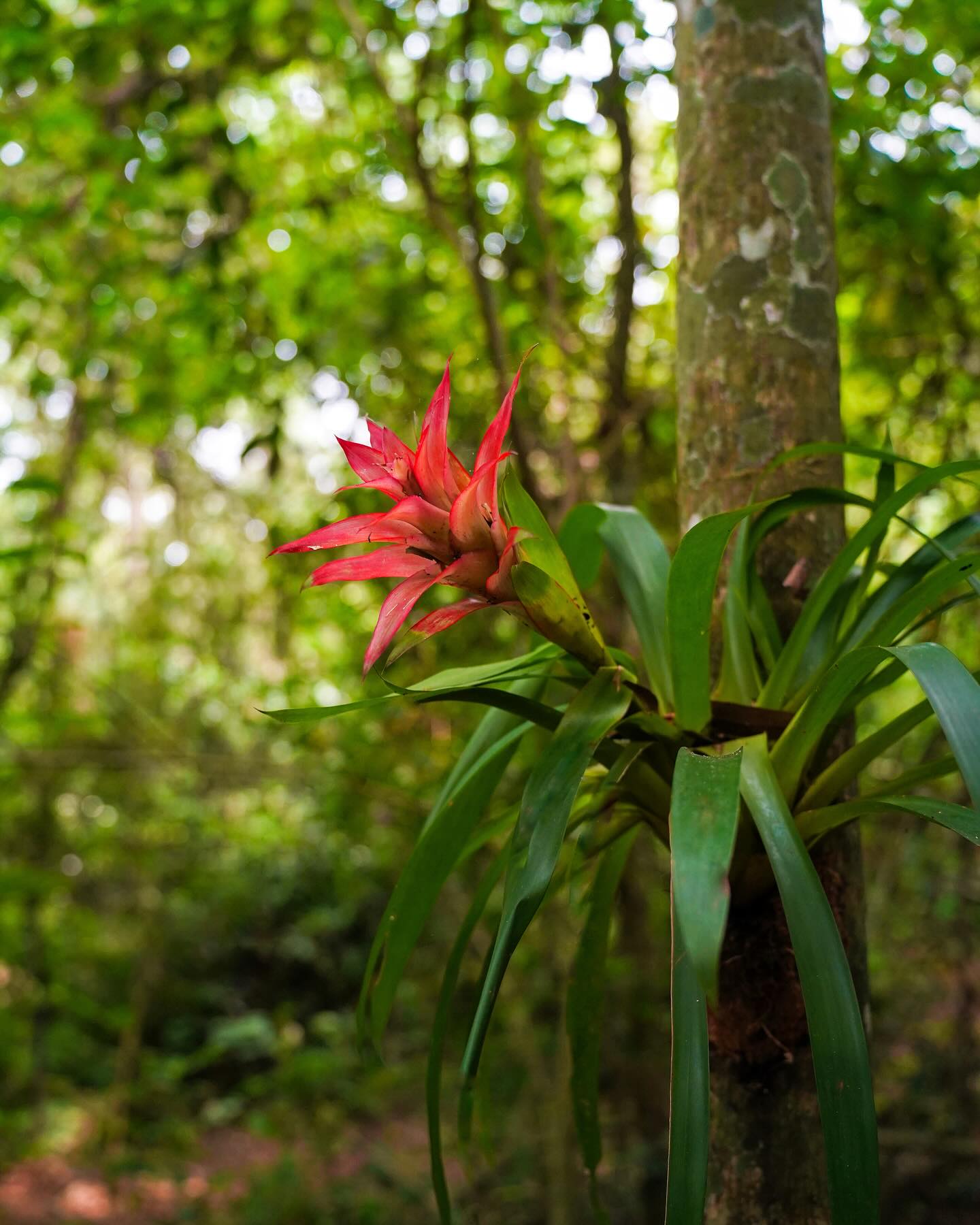 Luz tropical — foto 1