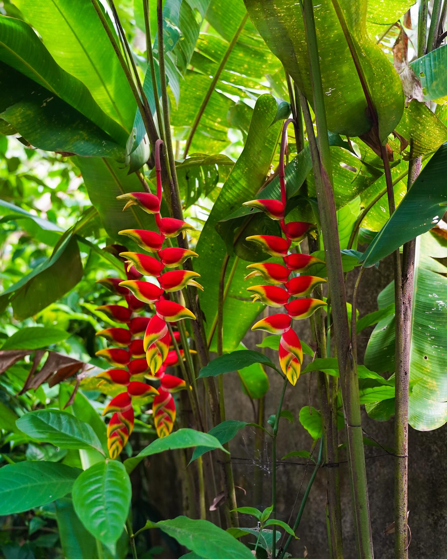 Luz tropical — foto 2