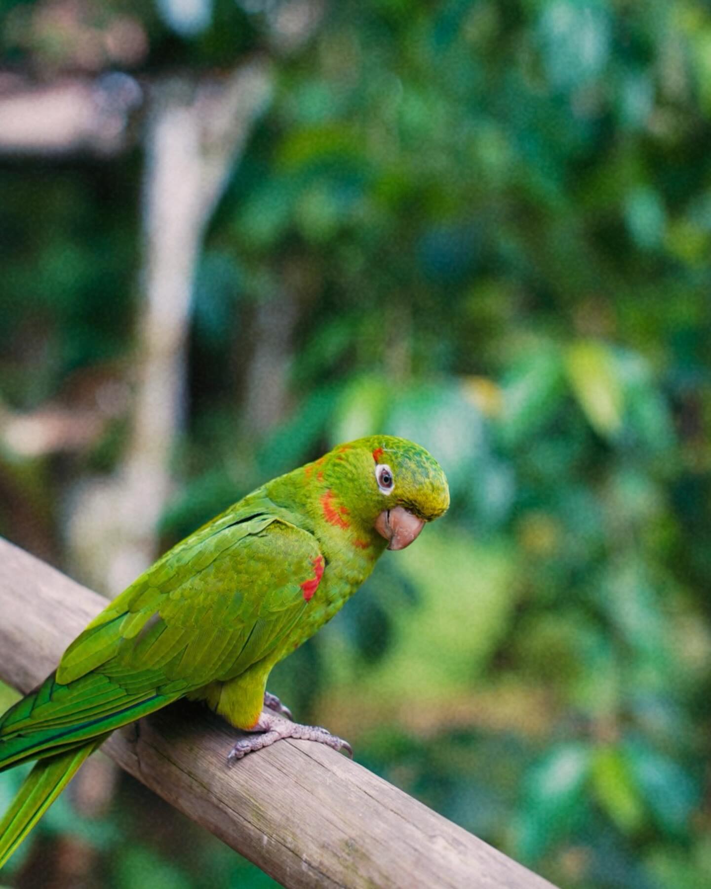 Luz tropical — foto 5