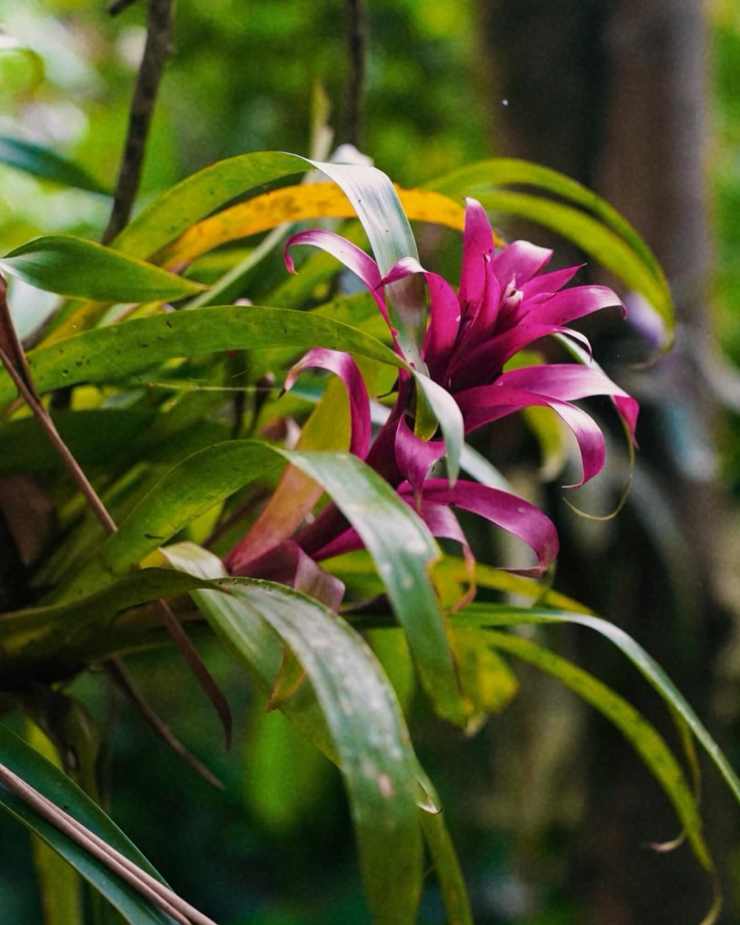 Luz tropical — foto 6